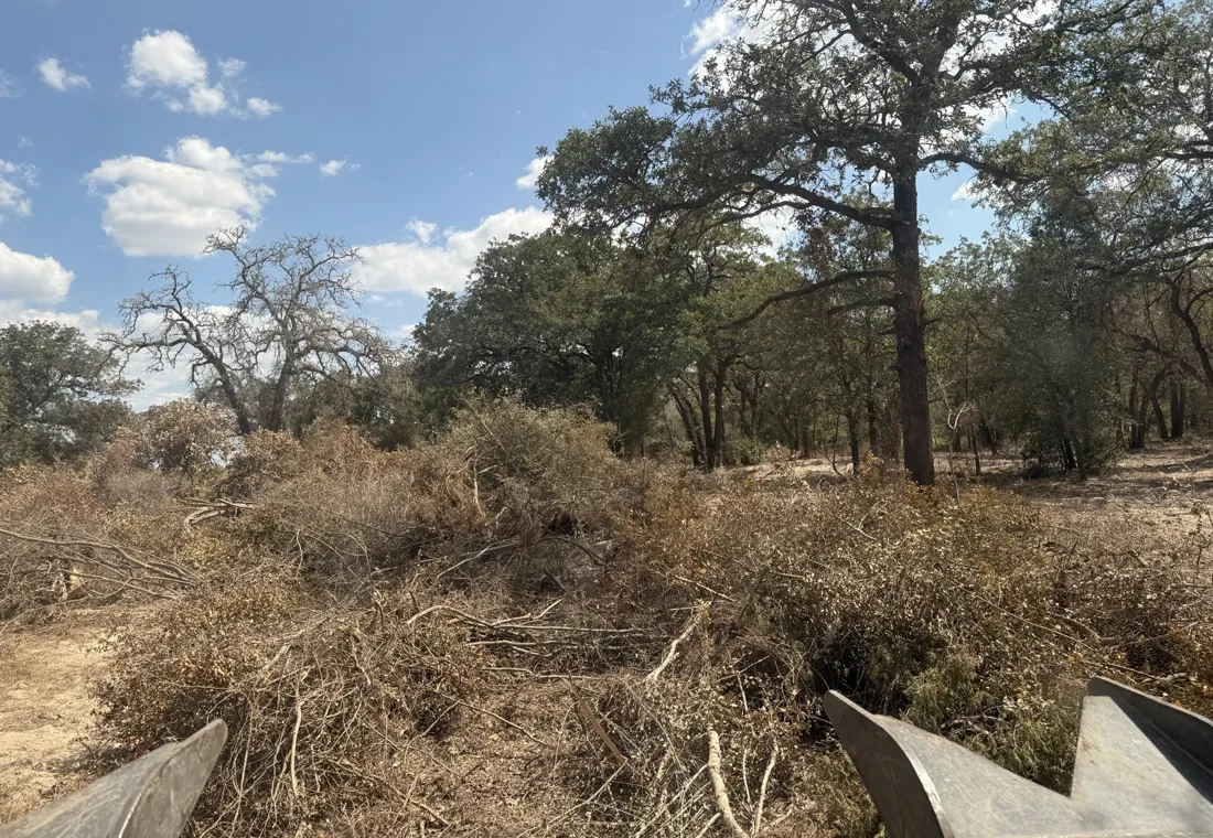 Cut brush piled under kept oaks mid-job