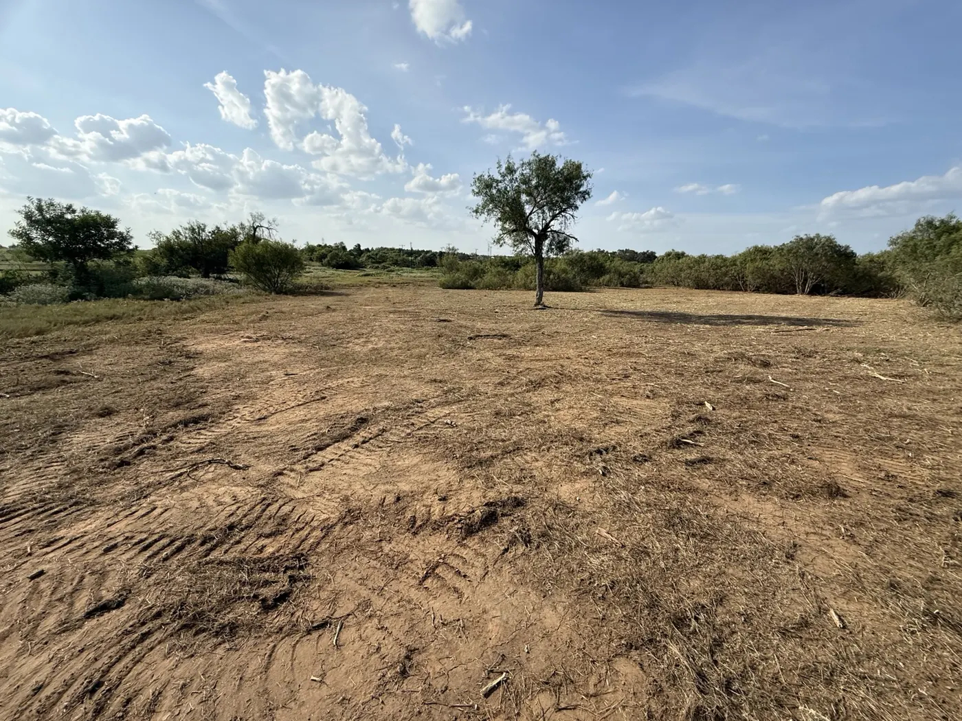 Elgin pasture after mesquite clearing, one live tree kept in the open